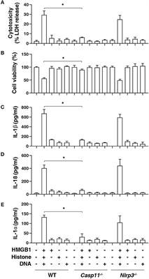 AGER-Mediated Lipid Peroxidation Drives Caspase-11 Inflammasome Activation in Sepsis